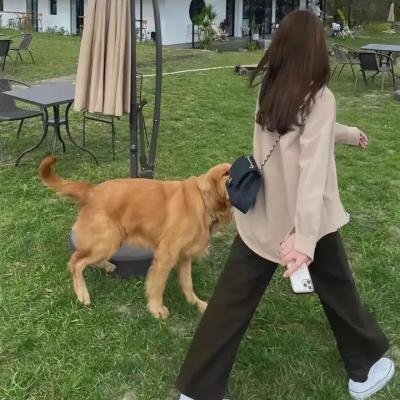 白马之子